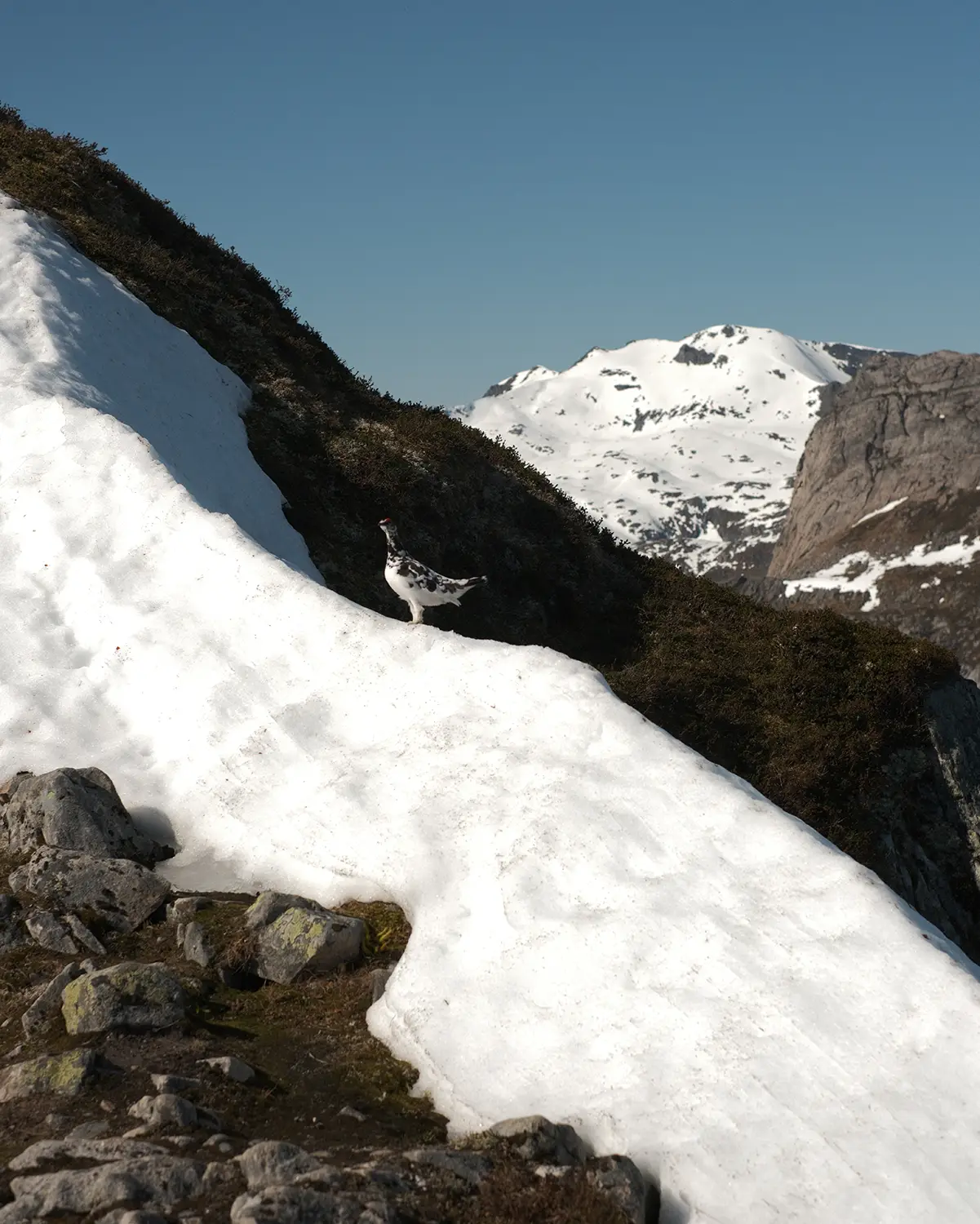 Climbers on Lofoteggen, Lofoten.